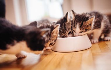 Можно ли давать сухой корм котятам?