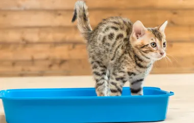 Как приучить котёнка к лотку: пошаговая инструкция