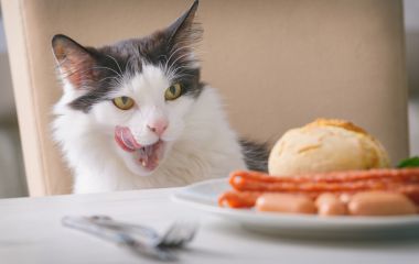 Что нельзя давать кошкам из человеческой еды?