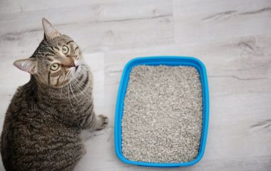Как выбрать лоток для привередливой кошки?