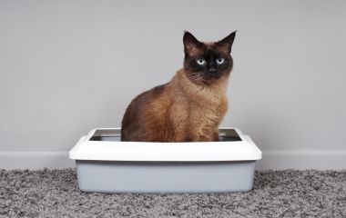 Как часто нужно менять наполнитель в лотке у кошки?