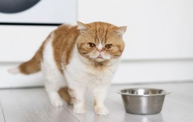 Почему кошка отказывается от сухого корма и что делать?