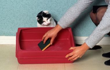 Что делать, чтобы не вонял кошачий лоток?