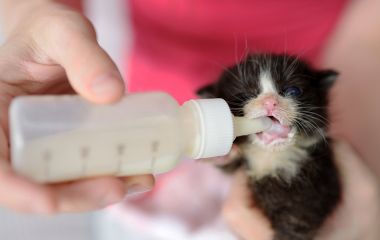 Чем кормить котёнка, если нет кошки?