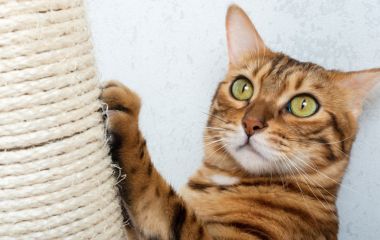 Как приучить взрослую кошку к когтеточке?
