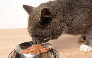 Как выбрать влажный корм для кошки: паучи, паштеты, кусочки в соусе 