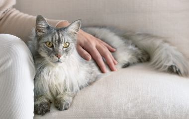 Чем кормить пожилую кошку?