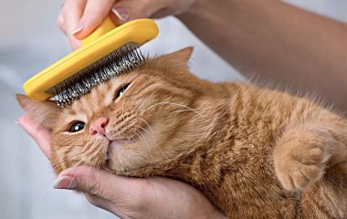 Как правильно вычёсывать кошку